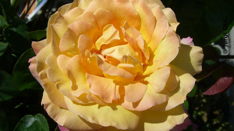 <tmpl_var block_image_description | HTML >