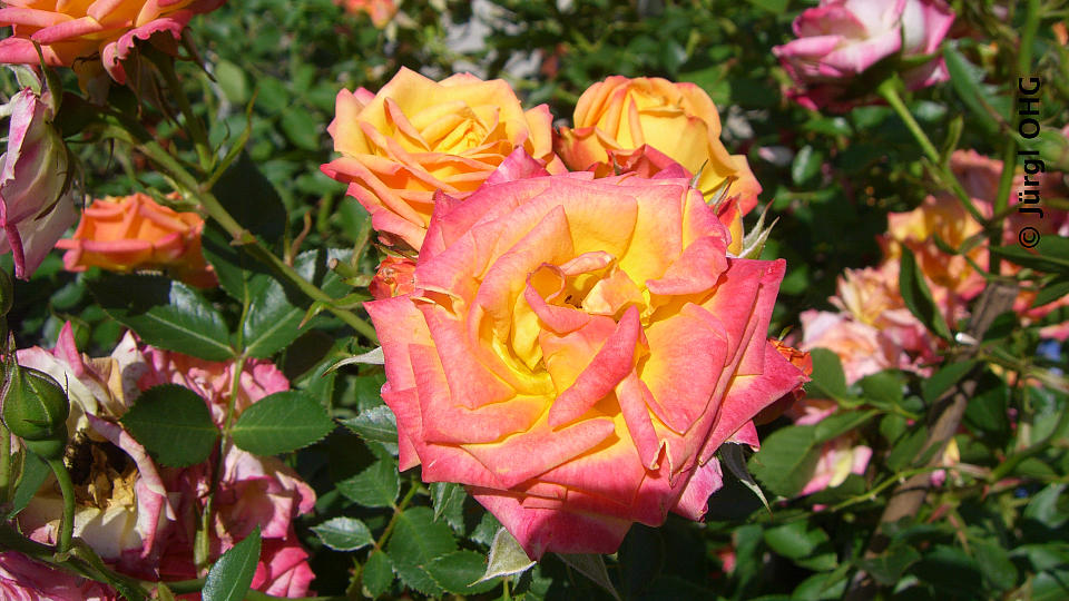 <tmpl_var block_image_description | HTML >