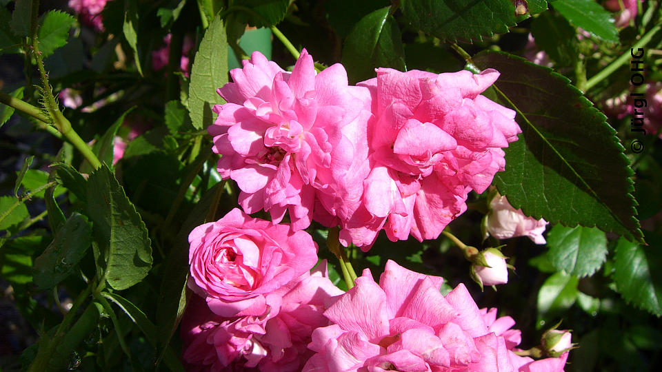 <tmpl_var block_image_description | HTML >