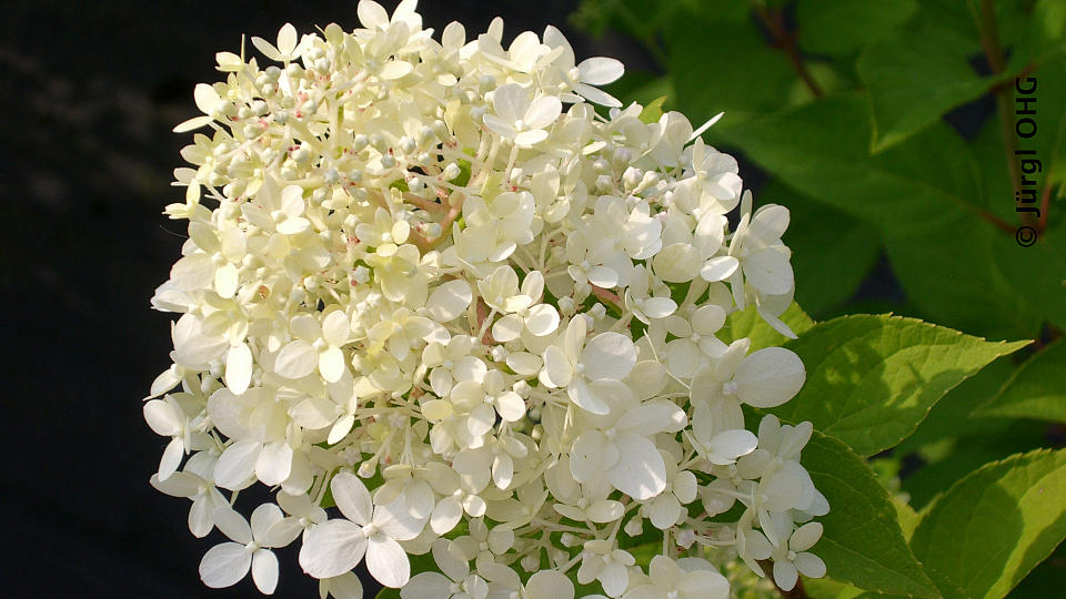 <tmpl_var block_image_description | HTML >