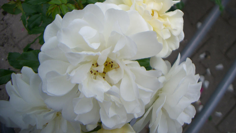 <tmpl_var block_image_description | HTML >