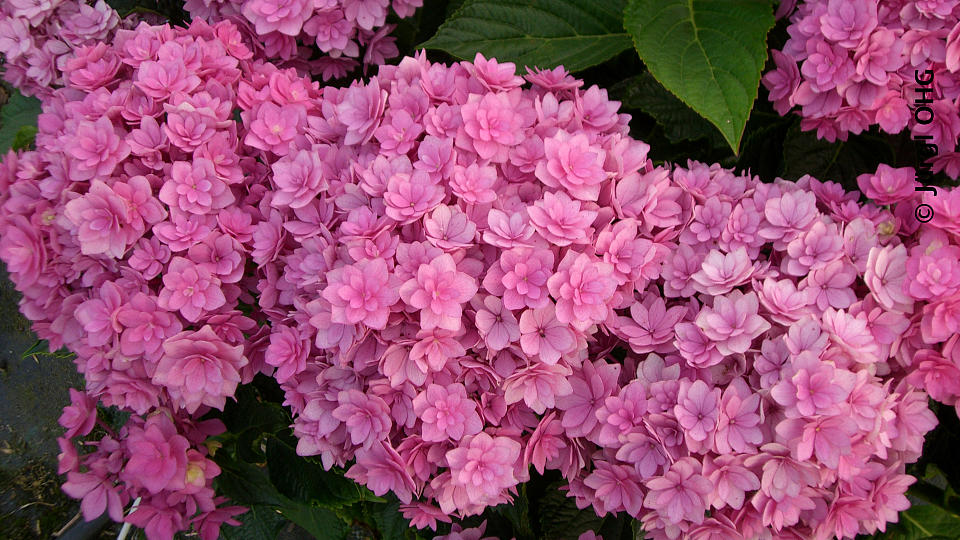 <tmpl_var block_image_description | HTML >