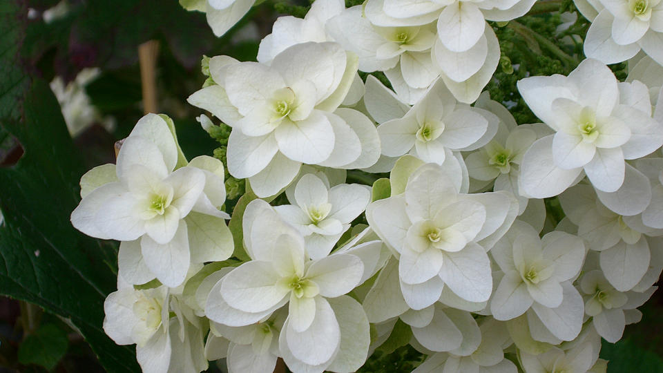 <tmpl_var block_image_description | HTML >