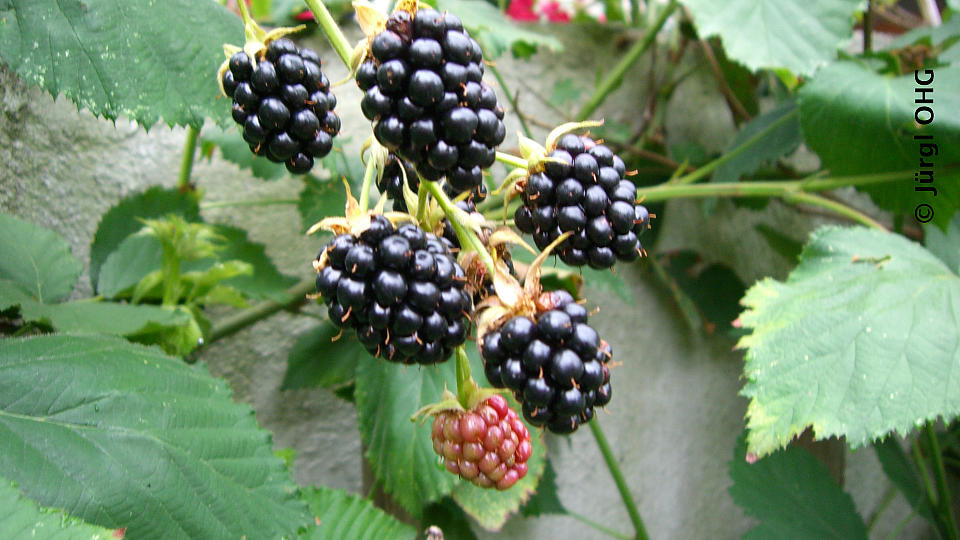 <tmpl_var block_image_description | HTML >