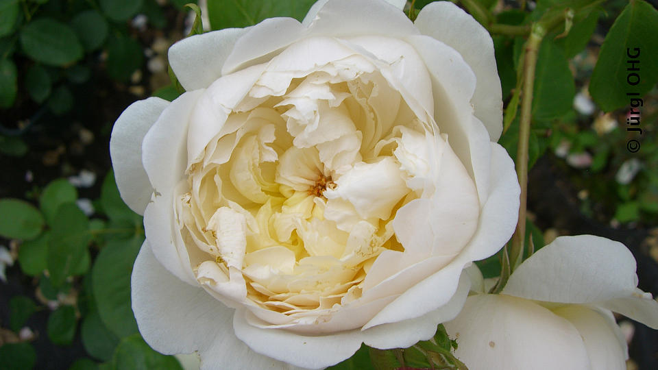 <tmpl_var block_image_description | HTML >