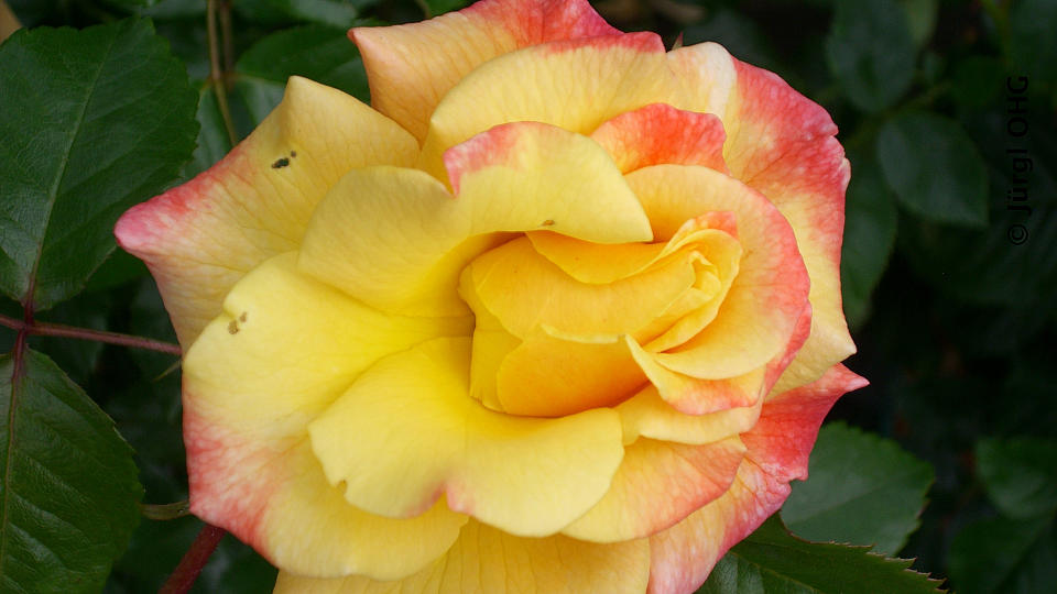 <tmpl_var block_image_description | HTML >