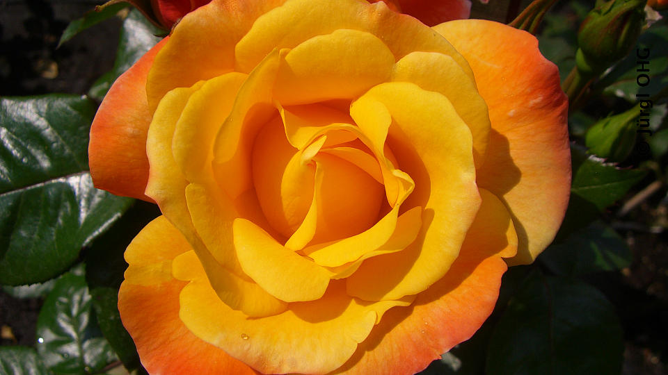 <tmpl_var block_image_description | HTML >