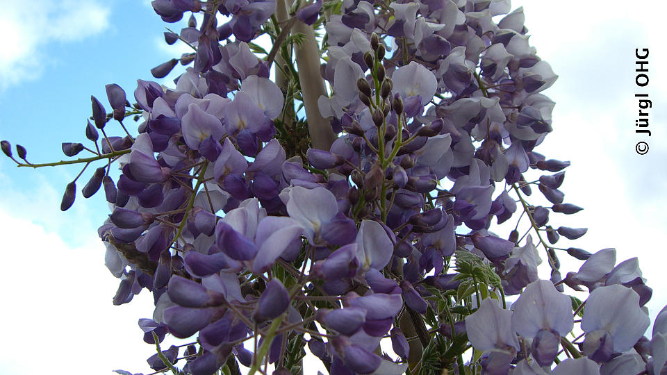 <tmpl_var block_image_description | HTML >