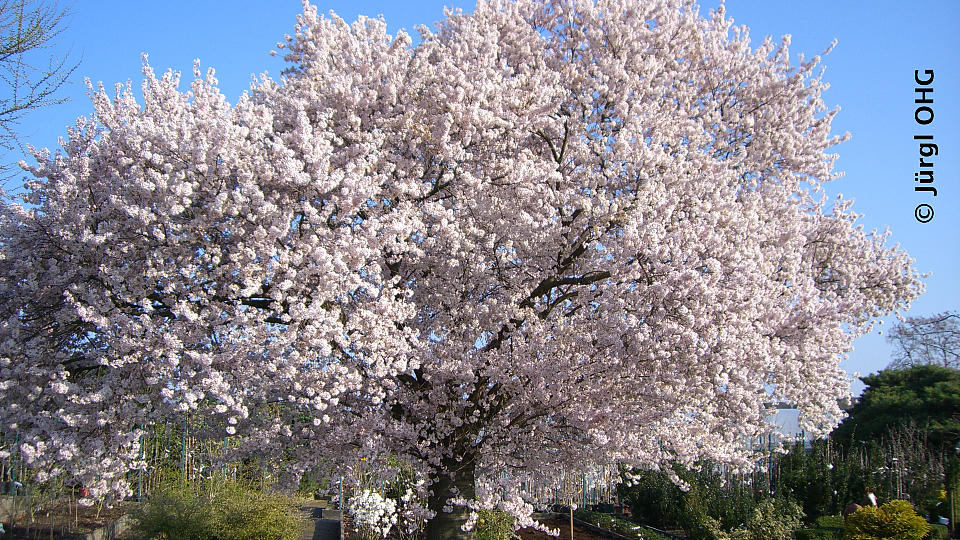 <tmpl_var site_image_description | HTML >